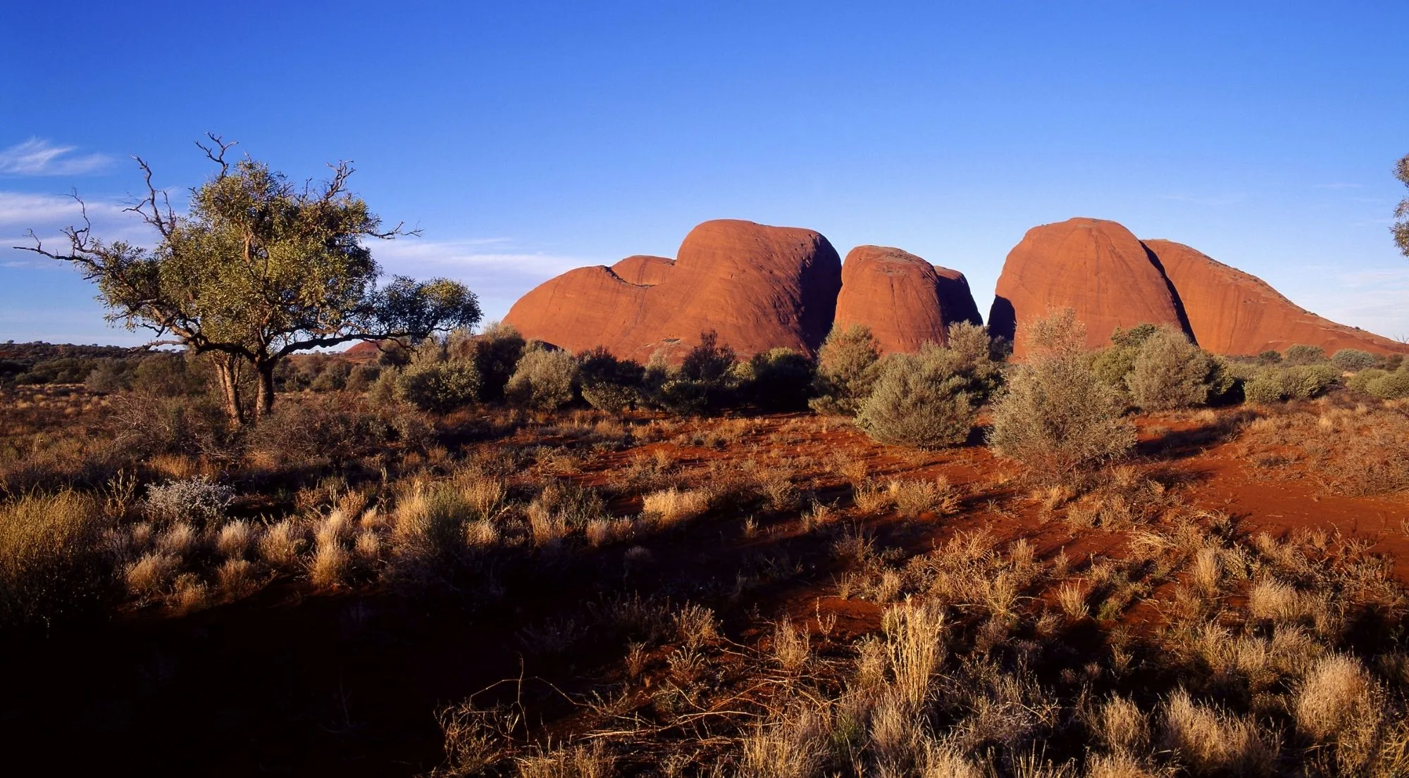 The domes of Kata Tjuta beyond a desert oak and red sand in low sun