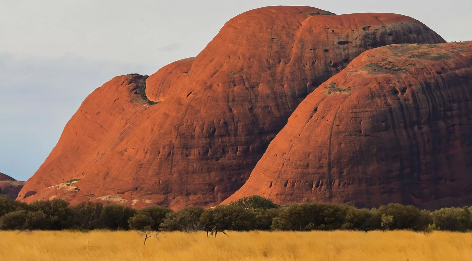 Two rounded Kata Tjuta domes rising above a band of trees and dry grass