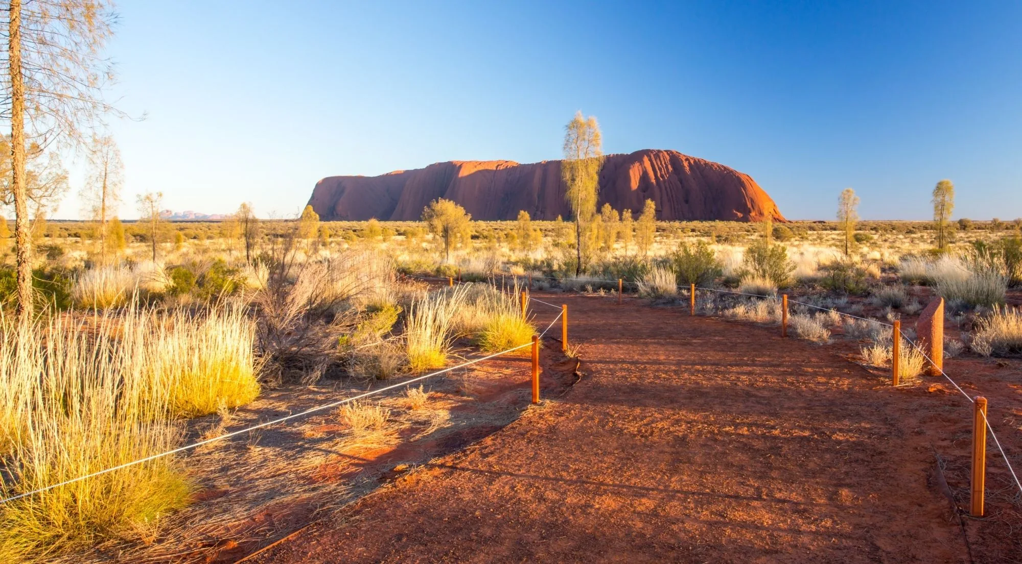 Roped walking track through golden spinifex with Uluru on the horizon