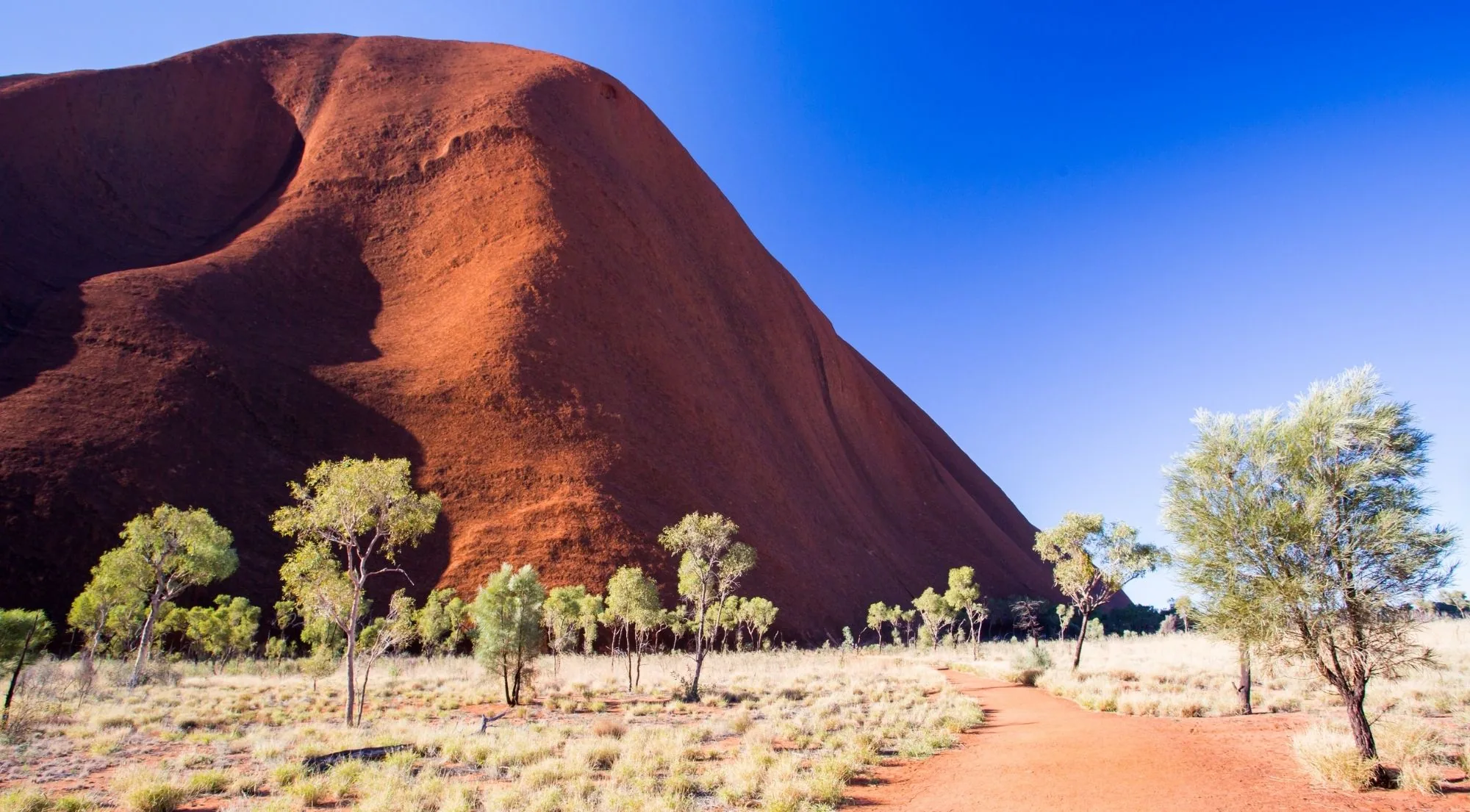 Sandy track and young desert oaks below the steep red flank of Uluru