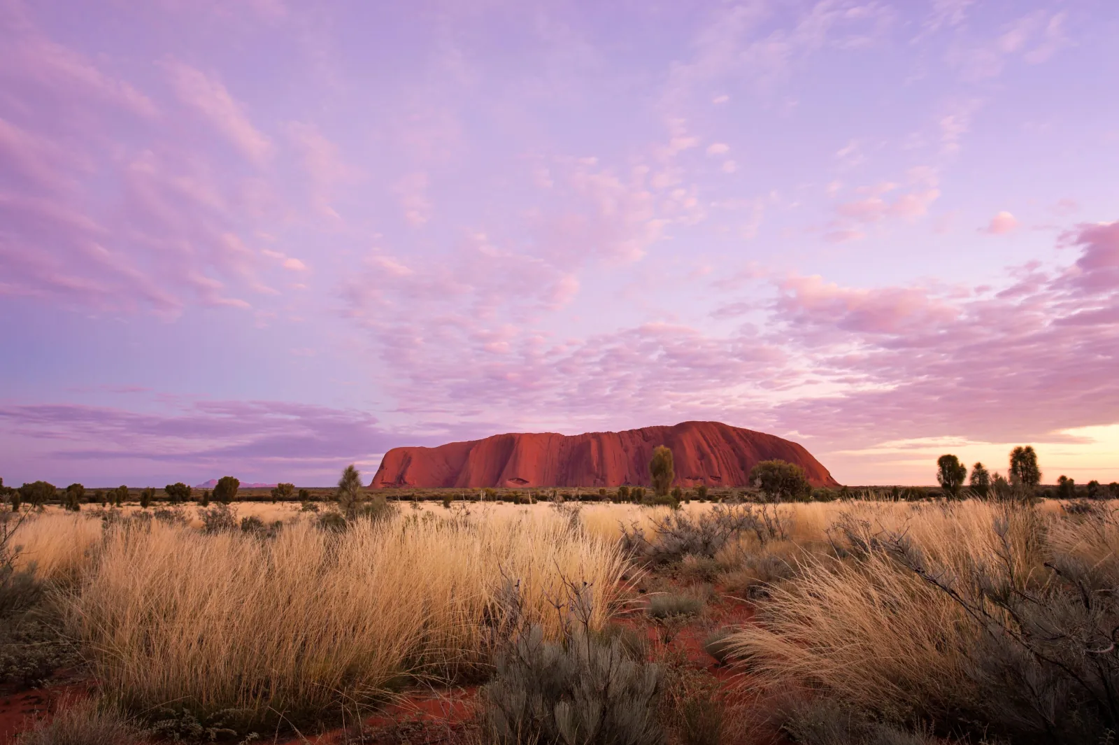 Uluru glowing red under a pink and lilac dawn sky above golden spinifex grass