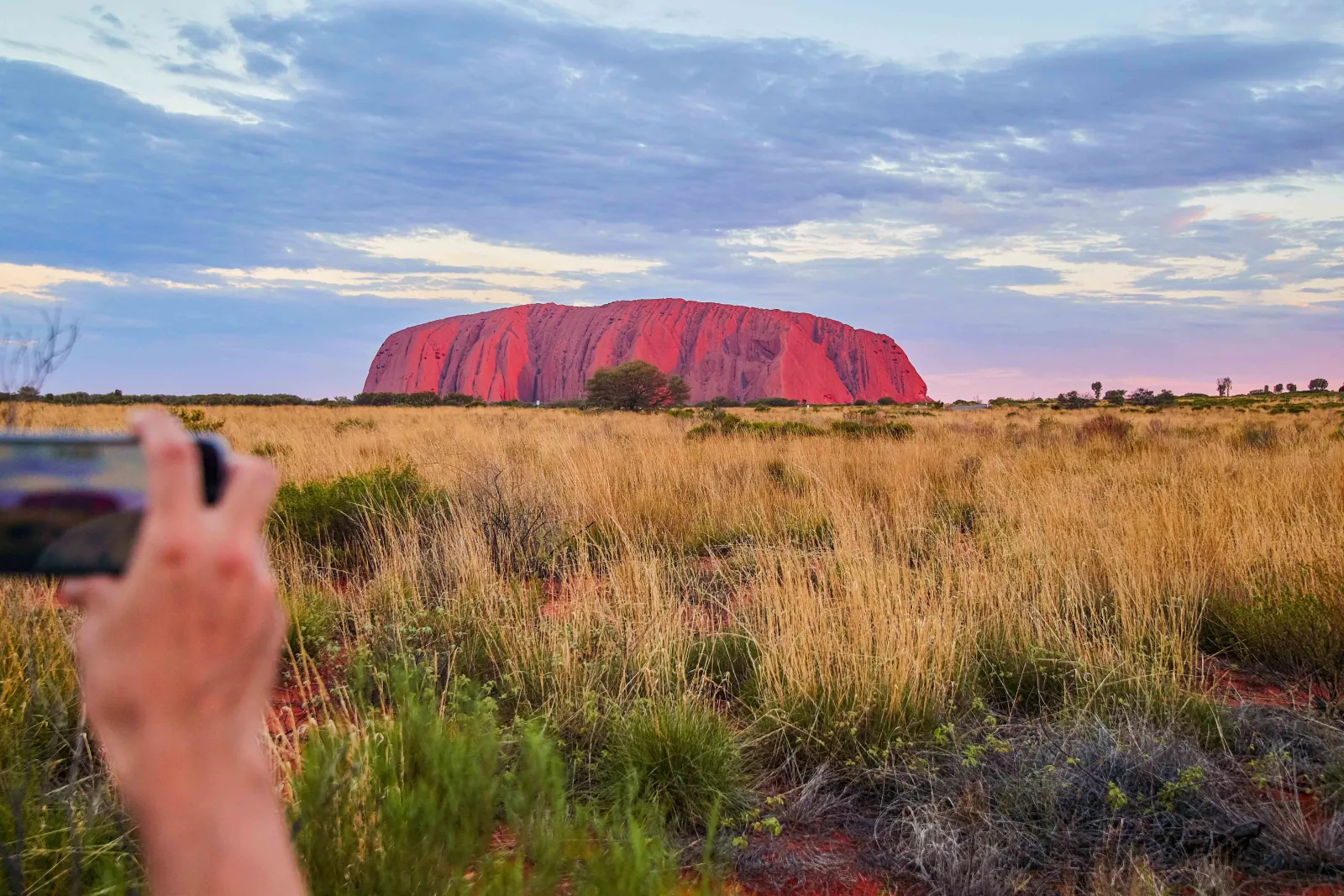 A hand holding up a phone to photograph Uluru glowing pink-red at sunset across spinifex grass