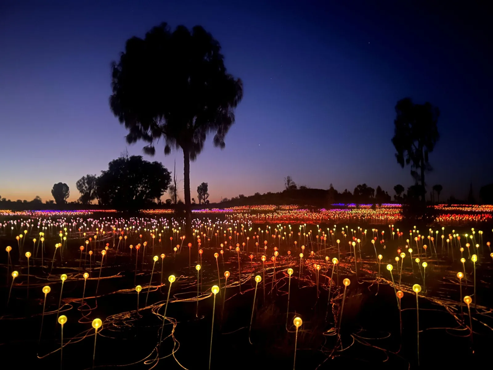 Thousands of amber, pink and violet Field of Light spheres under a desert oak before sunrise