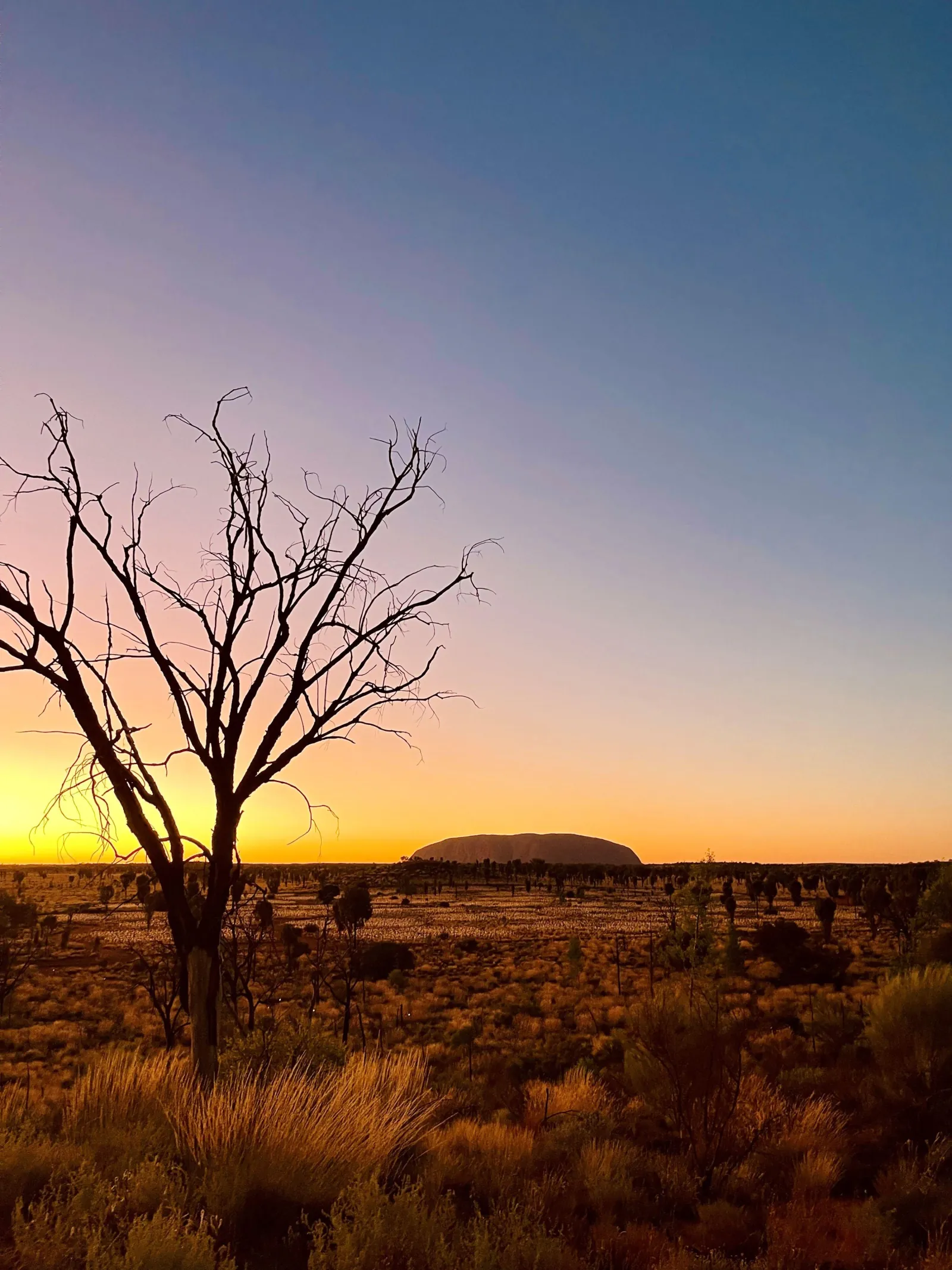 Uluru on a glowing orange horizon at sunrise beside a bare tree over spinifex plain