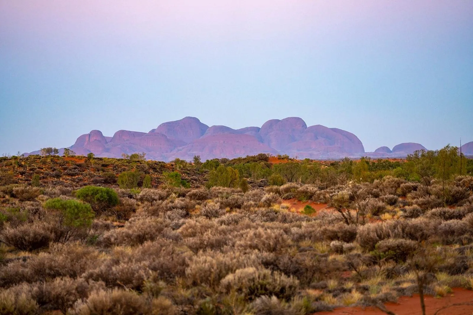 Kata Tjuta domes in soft pink dawn light seen across red sand and grey desert shrubs