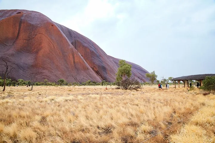 Walkers crossing golden grassland toward a shelter beside the towering streaked flank of Uluru