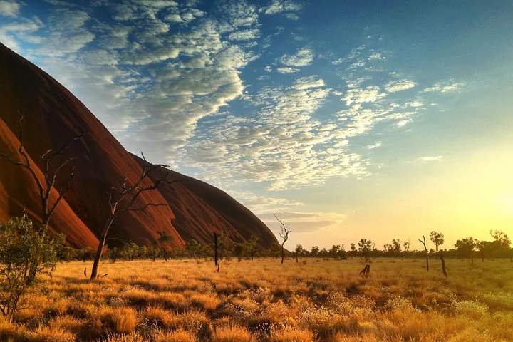 Low sun lighting golden grass and bare trees beside the steep red side of Uluru